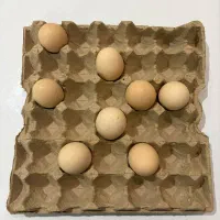 تخم مرغ دوزرده محلی