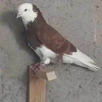 کبوتر تهرانی