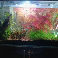 نیلوفر قرمز و گیاه روتالا وکریپتون