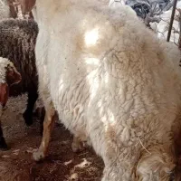 قوچ سنجابی اصیل
