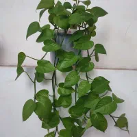 فروش گلها|گل و گیاه طبیعی|مراغه, |دیوار