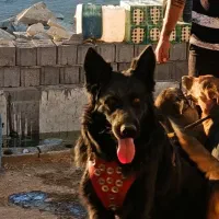 واگذاری چند قلاده سگ معاوضه واگذاری