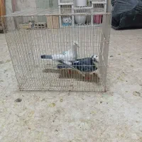 یک ابلغ نر وماده