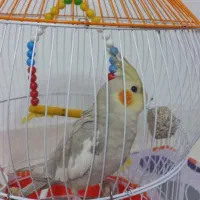 عروس هلندی گمشده
