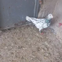 کبوتر|پرنده|اهواز, کوی آغاجاری|دیوار