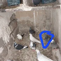 کبوتر|پرنده|ایوان, |دیوار