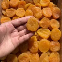 فروش قیسی درجه یک