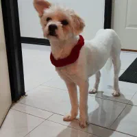 واگزاری ویکی سگ نریکساله|سگ|پردیس, فاز ۵|دیوار