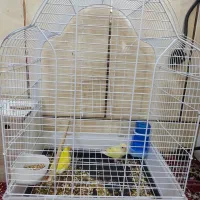 طوطی برزیلی دستی کامل|پرنده|حمیدیه, |دیوار