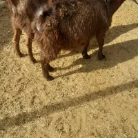 گیسه کهره دار و بز رومایه جوان|حیوانات مزرعه|مرودشت, ده بید|دیوار