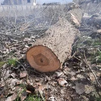 خریدار چوب درخت تبریزی|خدمات باغبانی و درختکاری|تنکابن, |دیوار