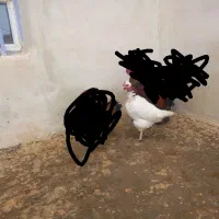 فروشی|اسباب و اثاث بچه|بیجار, |دیوار