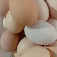 تخم‌مرغ دوزرده صفحه900 کارتی 28500