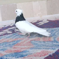 طوقی|پرنده|هرسین, |دیوار