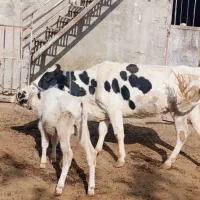 گاو‌گوساله