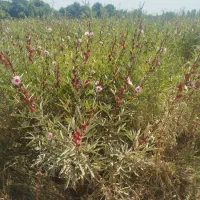 چای ترش، چای قرمز، چای مکی