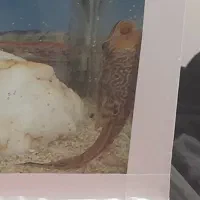 ماهی لجن خوار