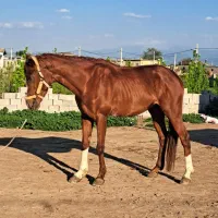 نریان دوخون ۴سال