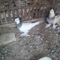 جفت طوقی|پرنده|شهرضا, |دیوار