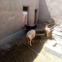 بزومیش