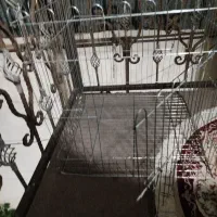 سگ با قفس|سگ|رشت, کوی طالقانی|دیوار