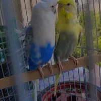 پرنده مرغ عشق پروانه ای