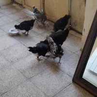 برهماوگلین