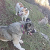 سگ گله .شکار. خوک زنی