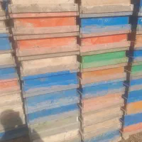 فروش طبق زنبور امریکایی