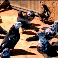 کفترکبوتر|پرنده|هشتگرد, هشتگرد قدیم|دیوار