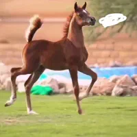 کره مادیان کرد برای اطلاعات بیشتر پیام یا تماس