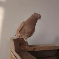 دم سفید|پرنده|اسفراین, |دیوار