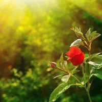 فروش زمین ۱۰۰۰ متری مجموعه گلاب دره (خان خمیس)