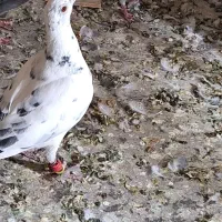 کبوتر|پرنده|اقبالیه, |دیوار