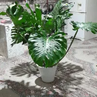 سلام گل برای سالن وبانکها ورستورانها