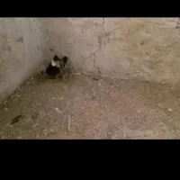 اردک