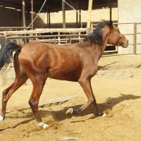 فروش کره اسب دره شور