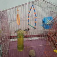 فروش پرندگان زینتی