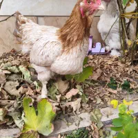 مرغ برهما|حیوانات مزرعه|تربت جام, پاسداران|دیوار