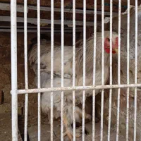 مرغ وخروس برهمای اصیل