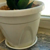 گلدون|گل و گیاه طبیعی|کرمانشاه, |دیوار