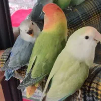 طوطی برزیلی دست آموز