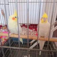 یگ جفت  لوتینو    نر ۱۲کلام  صحبت می کنند|پرنده|مشهد, خواجه ربیع|دیوار