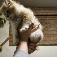 گربه اصیل پرشین کاراملی