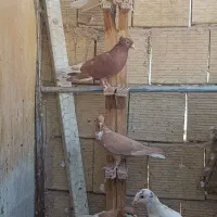 دم سفید، کله، سینه، رنگه