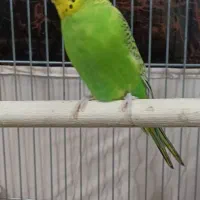 مرغ عشق ماده بالغ فوری|پرنده|آزادشهر, |دیوار