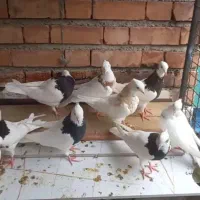 طوقی کلای پالخت