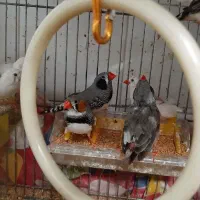 (( فنچ))|پرنده|بسطام, |دیوار