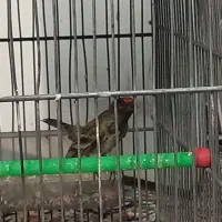 سهره گلبسر هم دهن خودش هم سهره|پرنده|تهران, خلیج فارس|دیوار