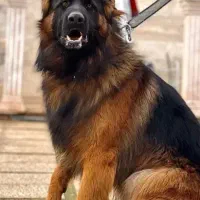 فروش